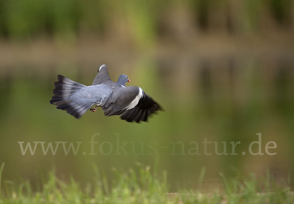 Ringeltaube (Columba palumbus)