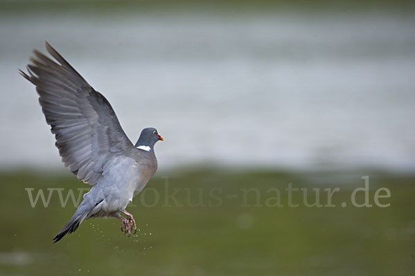 Ringeltaube (Columba palumbus)