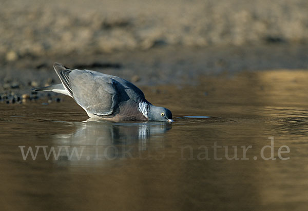 Ringeltaube (Columba palumbus)