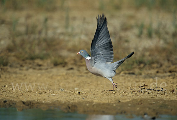 Ringeltaube (Columba palumbus)