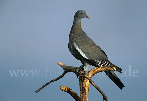 Ringeltaube (Columba palumbus)