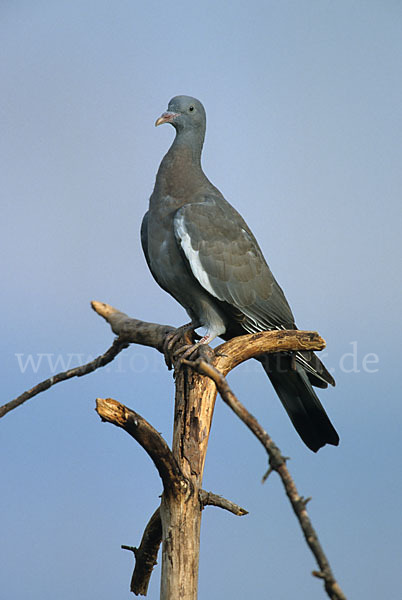 Ringeltaube (Columba palumbus)