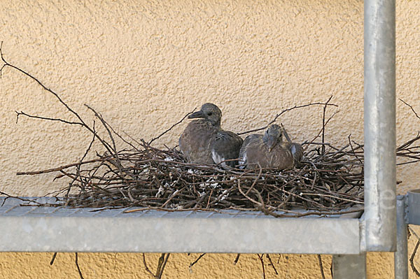 Ringeltaube (Columba palumbus)