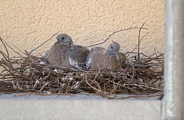 Ringeltaube (Columba palumbus)