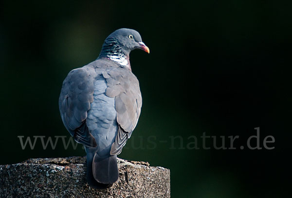 Ringeltaube (Columba palumbus)