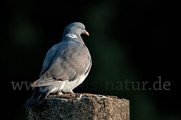 Ringeltaube (Columba palumbus)