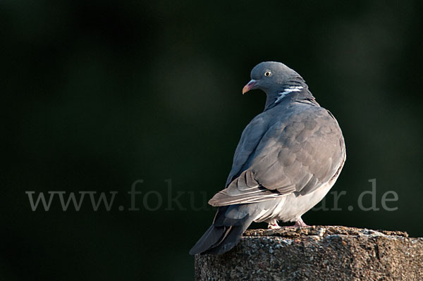 Ringeltaube (Columba palumbus)