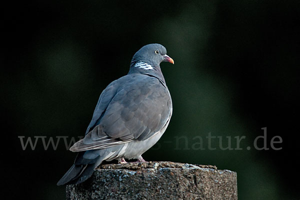 Ringeltaube (Columba palumbus)