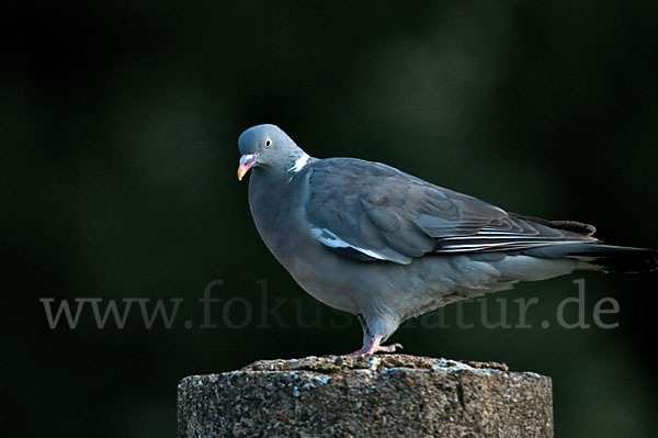 Ringeltaube (Columba palumbus)