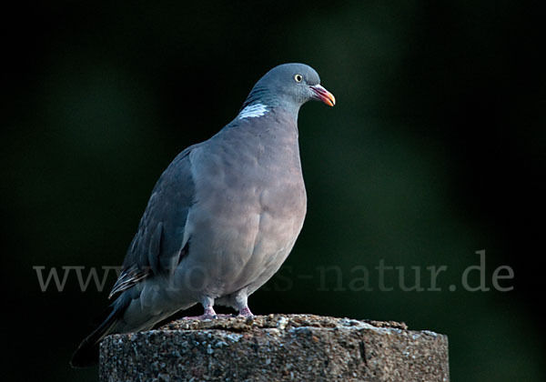 Ringeltaube (Columba palumbus)