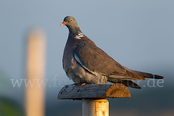 Ringeltaube (Columba palumbus)