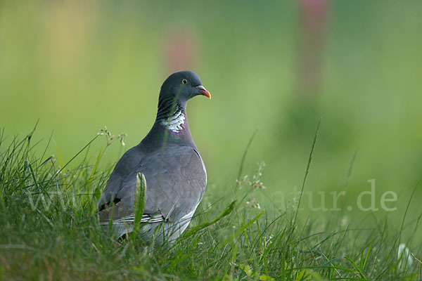 Ringeltaube (Columba palumbus)