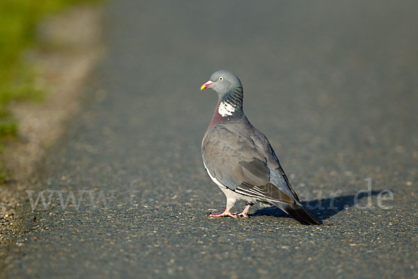 Ringeltaube (Columba palumbus)