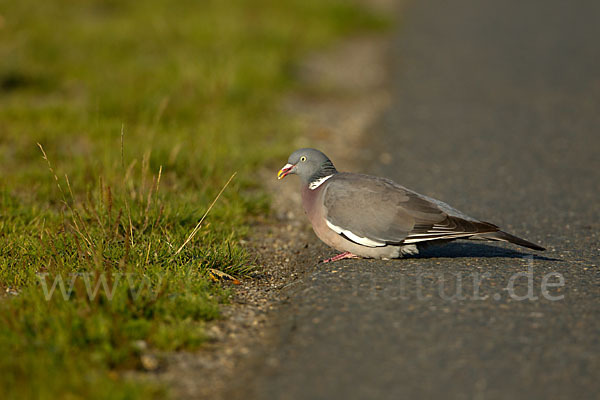 Ringeltaube (Columba palumbus)