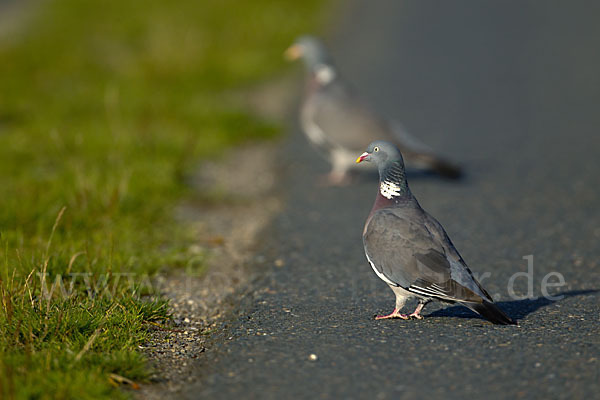 Ringeltaube (Columba palumbus)