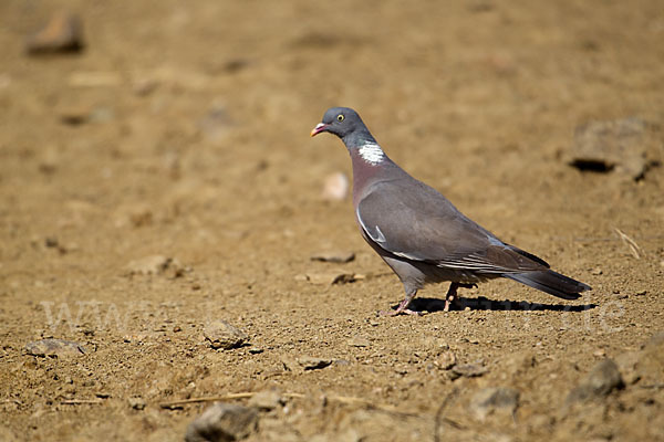 Ringeltaube (Columba palumbus)