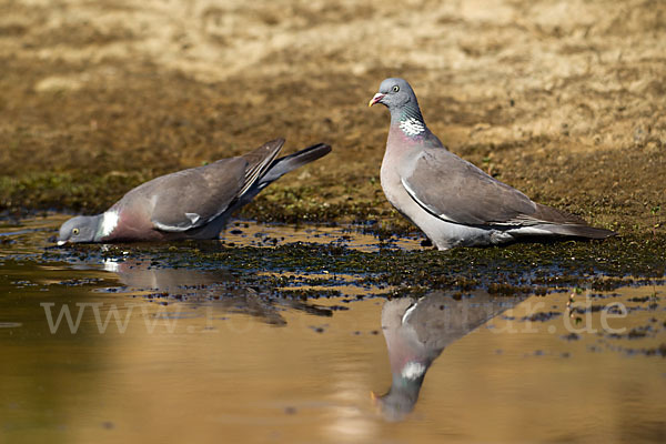 Ringeltaube (Columba palumbus)