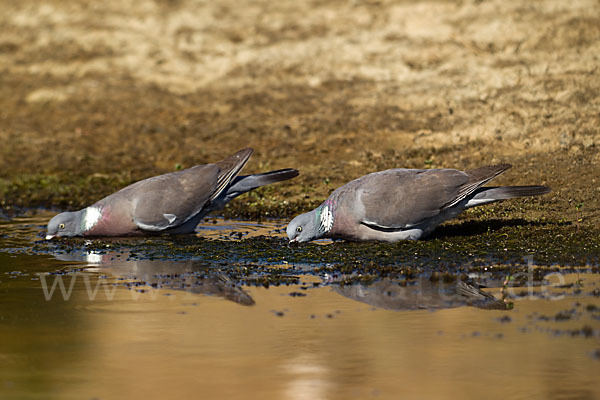 Ringeltaube (Columba palumbus)