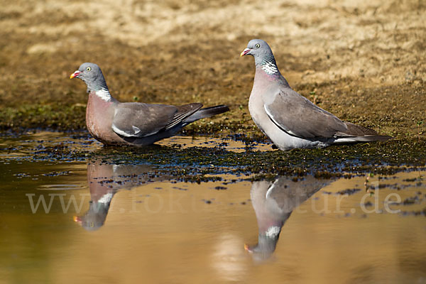 Ringeltaube (Columba palumbus)