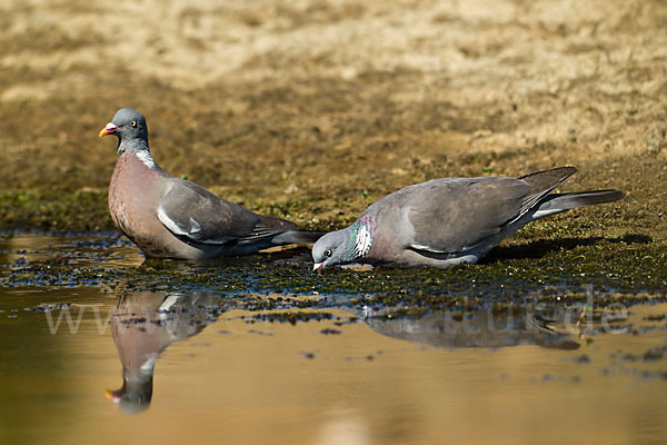 Ringeltaube (Columba palumbus)