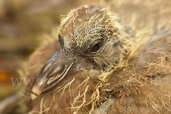 Ringeltaube (Columba palumbus)