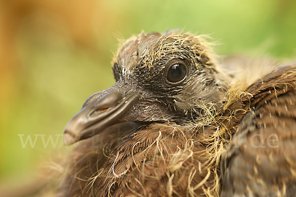 Ringeltaube (Columba palumbus)