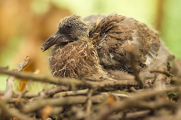 Ringeltaube (Columba palumbus)