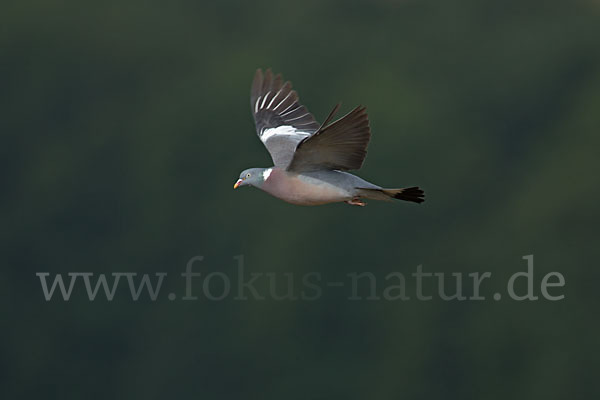 Ringeltaube (Columba palumbus)