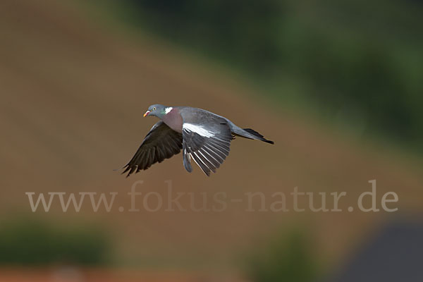 Ringeltaube (Columba palumbus)