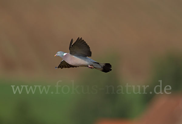 Ringeltaube (Columba palumbus)