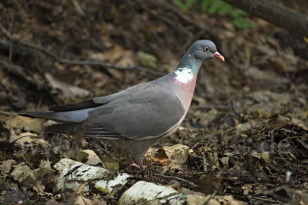 Ringeltaube (Columba palumbus)