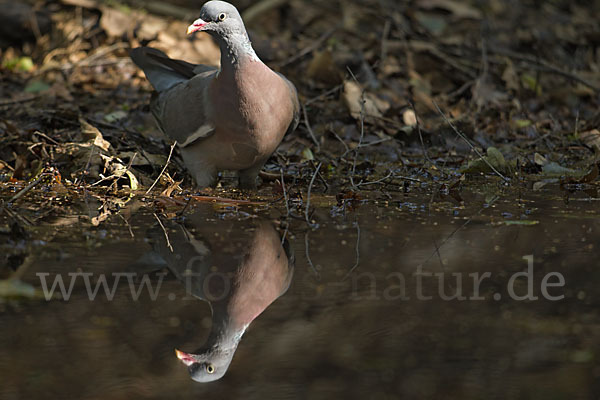 Ringeltaube (Columba palumbus)