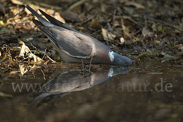 Ringeltaube (Columba palumbus)