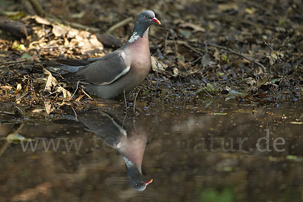 Ringeltaube (Columba palumbus)