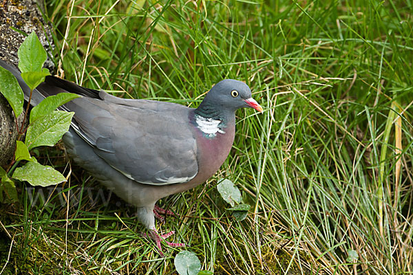 Ringeltaube (Columba palumbus)