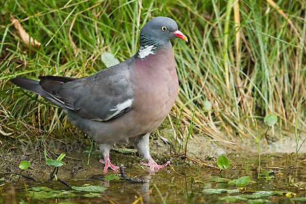 Ringeltaube (Columba palumbus)