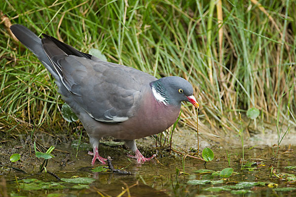 Ringeltaube (Columba palumbus)