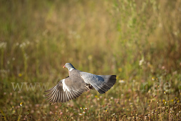 Ringeltaube (Columba palumbus)