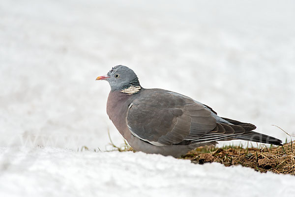 Ringeltaube (Columba palumbus)