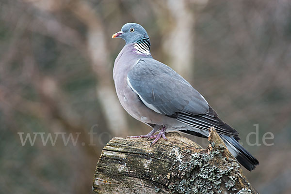 Ringeltaube (Columba palumbus)