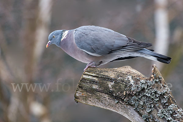 Ringeltaube (Columba palumbus)