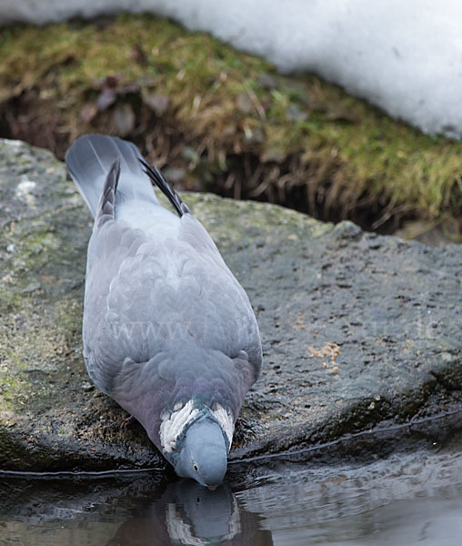 Ringeltaube (Columba palumbus)