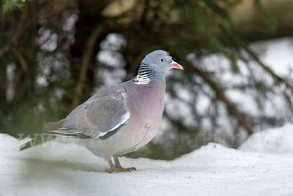 Ringeltaube (Columba palumbus)