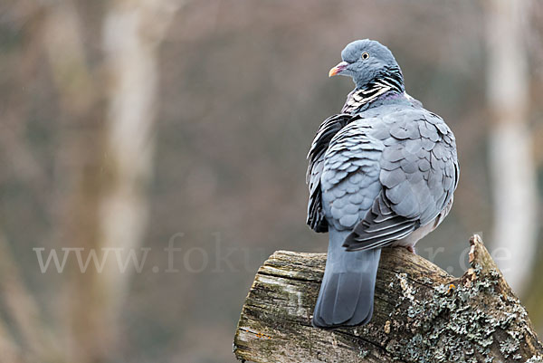 Ringeltaube (Columba palumbus)