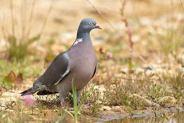 Ringeltaube (Columba palumbus)