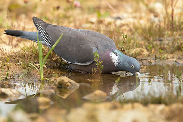 Ringeltaube (Columba palumbus)