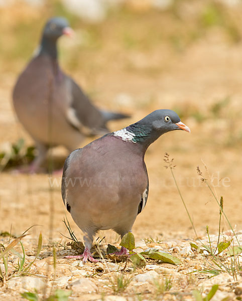 Ringeltaube (Columba palumbus)