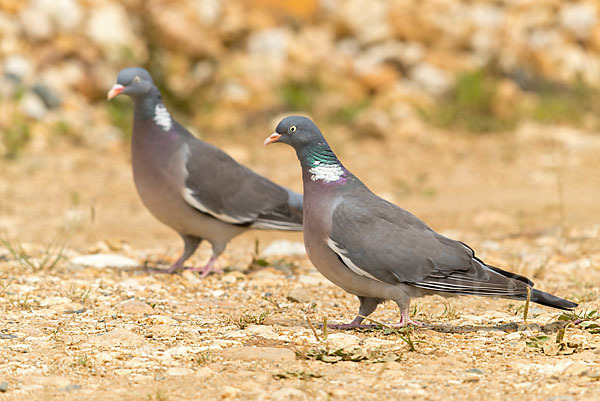 Ringeltaube (Columba palumbus)