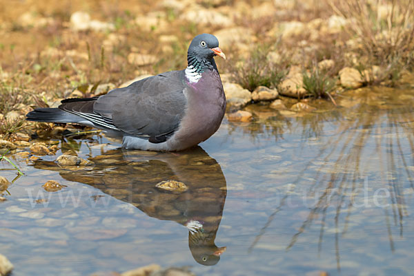 Ringeltaube (Columba palumbus)