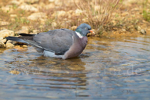 Ringeltaube (Columba palumbus)